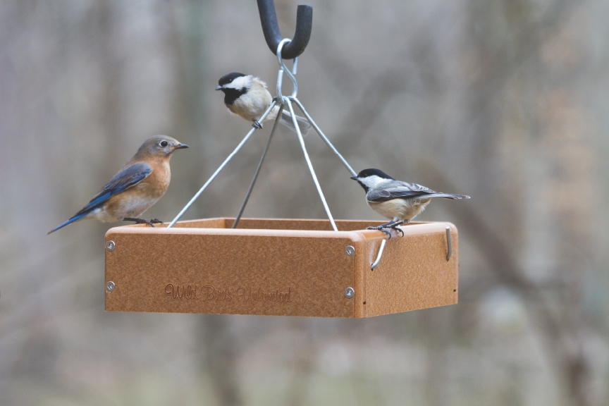 Tray Feeders Bird Feeding Station Element Number Two Nature Notes Blog