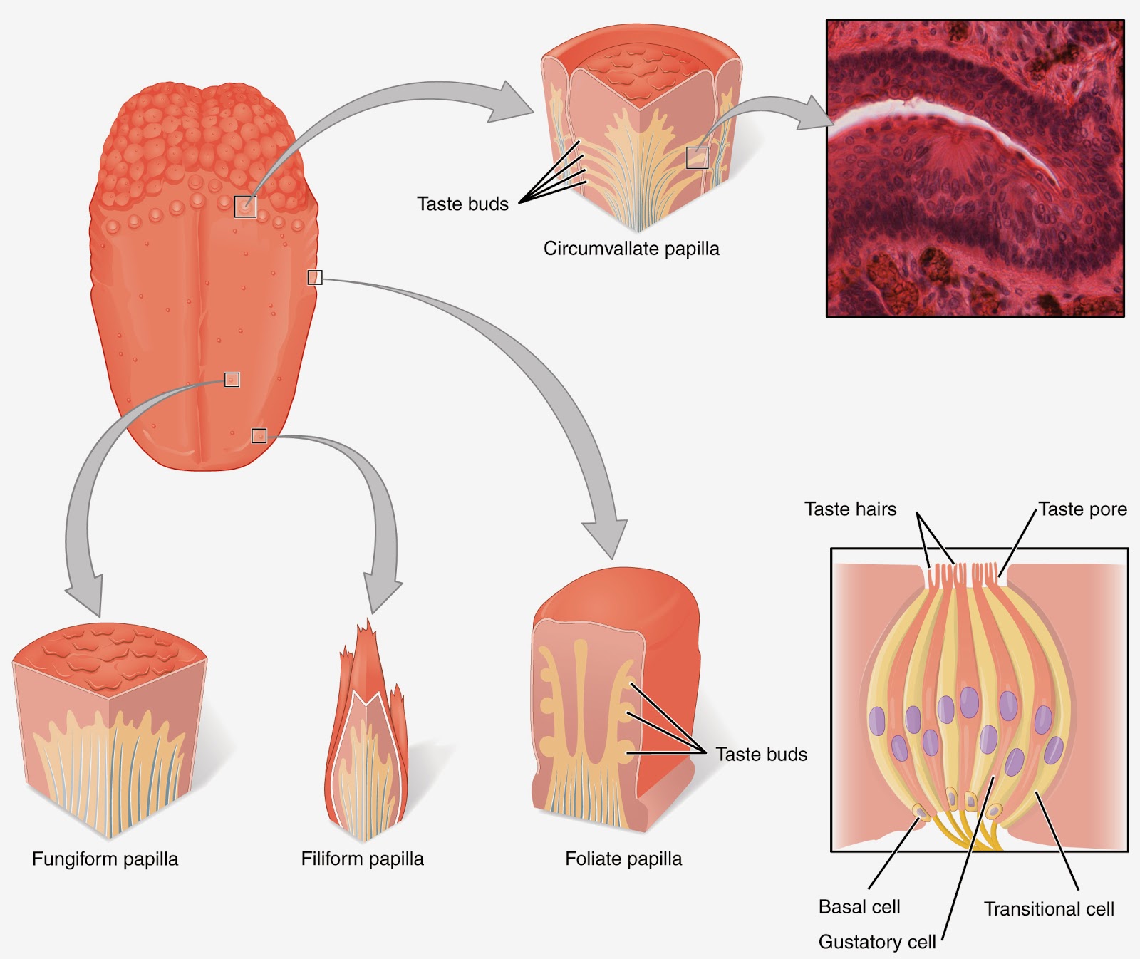 Trailing Normal The Tongue And Its Buds
