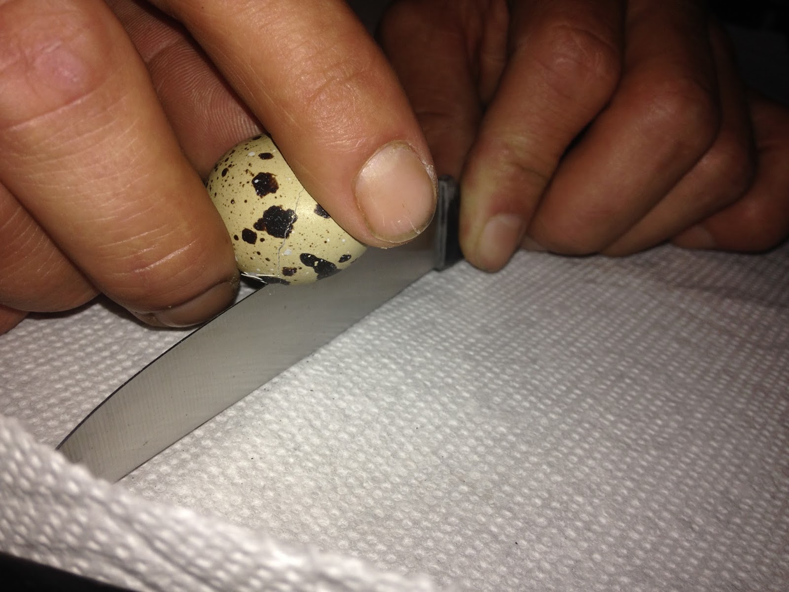Midnight Acres Farm How to Crack a Quail Egg