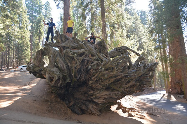 Sequoia National Park- caminando por el Bosque Gigante - Viaje con tienda de campaña por el Oeste Americano (8)