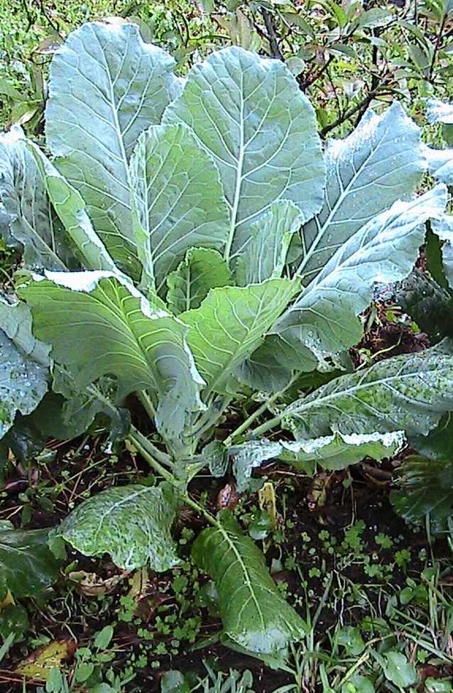 My Back Forty Garden and Park Green Leafy Collards
