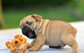 Pendowo Gambar Anak Anjing Lucu Terlengkap