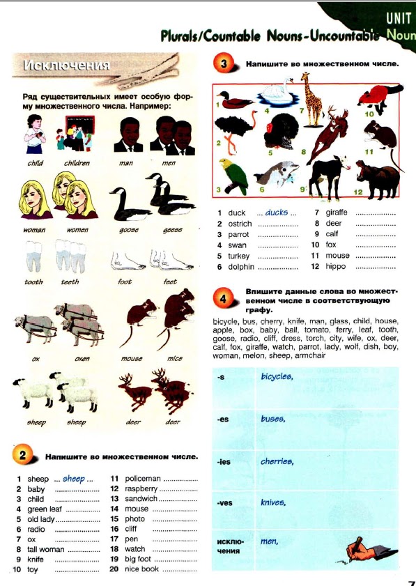 Fox множественное число в английском языке. Fox во множественном числе на английском. Английские слова оканчивающиеся на o. Английские слова оканчивающиеся на s. Bus множественное число в английском языке.