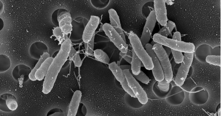 Variety of Life Comamonadaceae