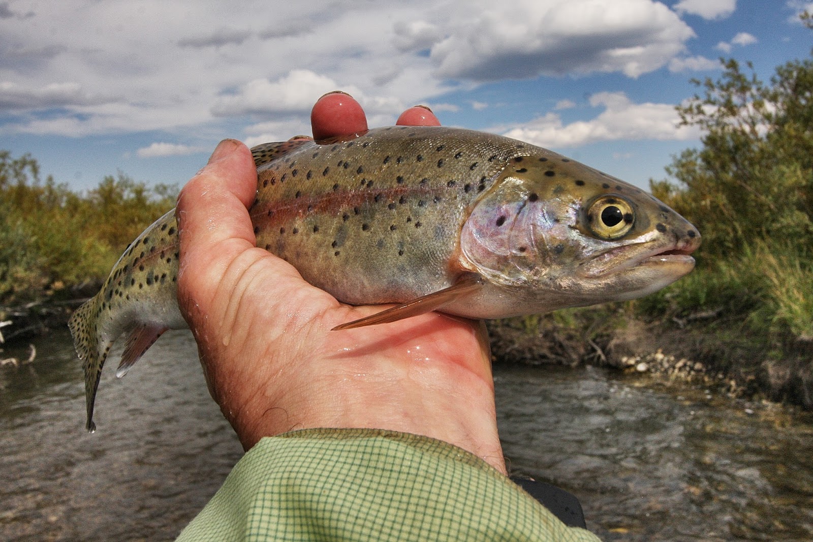 Fly Paper Big Trout in Small Streams Nothing Finer!