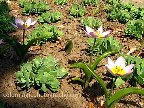 Lilac Wonder tulips-Tulipa Bakeri