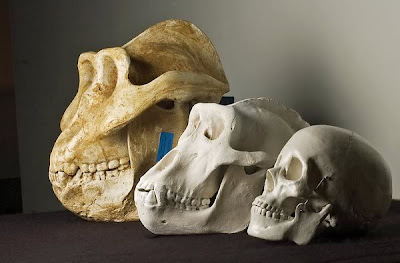 Gigantopithecus skull comparacion