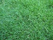 Rumput Jepang | tukang taman