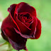 wallpaper red roses