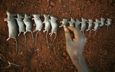 Τι ήταν το πείραμα «Σύμπαν 25»