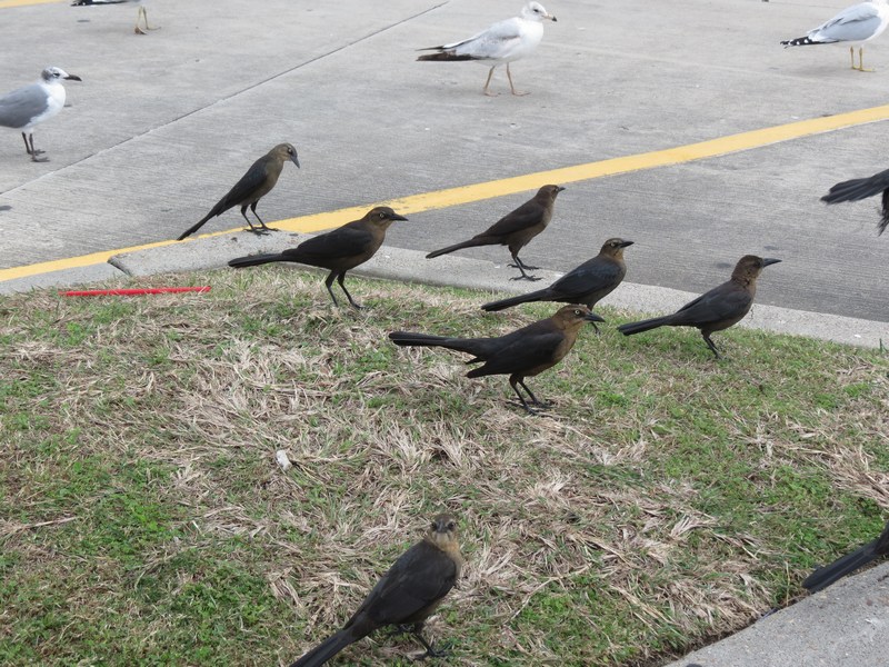 Texas Nature Parking Lot Birds