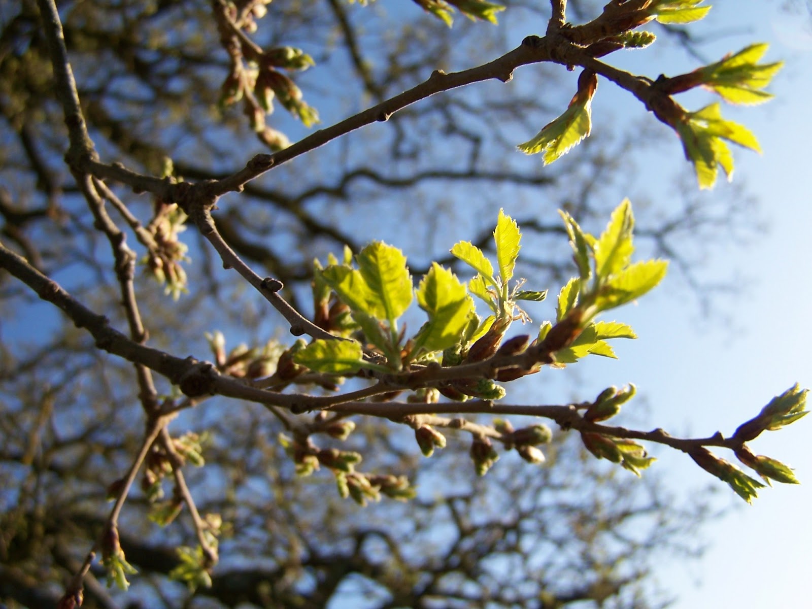 Galefod Quejigo andaluz.