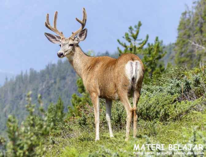 Pengelompokkan Mahkluk Hidup Dasar Tahapan Dan Identifikasi Materi Belajar