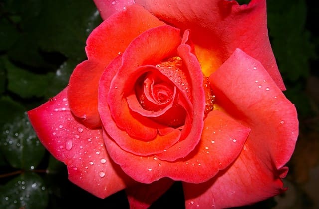 Kelopak dan mahkota bunga mawar