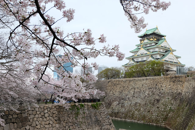 Sakura Nisinomaru Osaka Castle