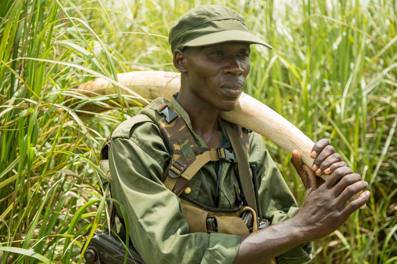 Susan's Disney Family Exciting Elephant shows coming soon from Nat Geo