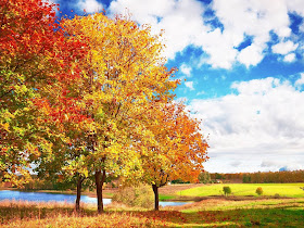 wallpaper: Trees Wallpapers