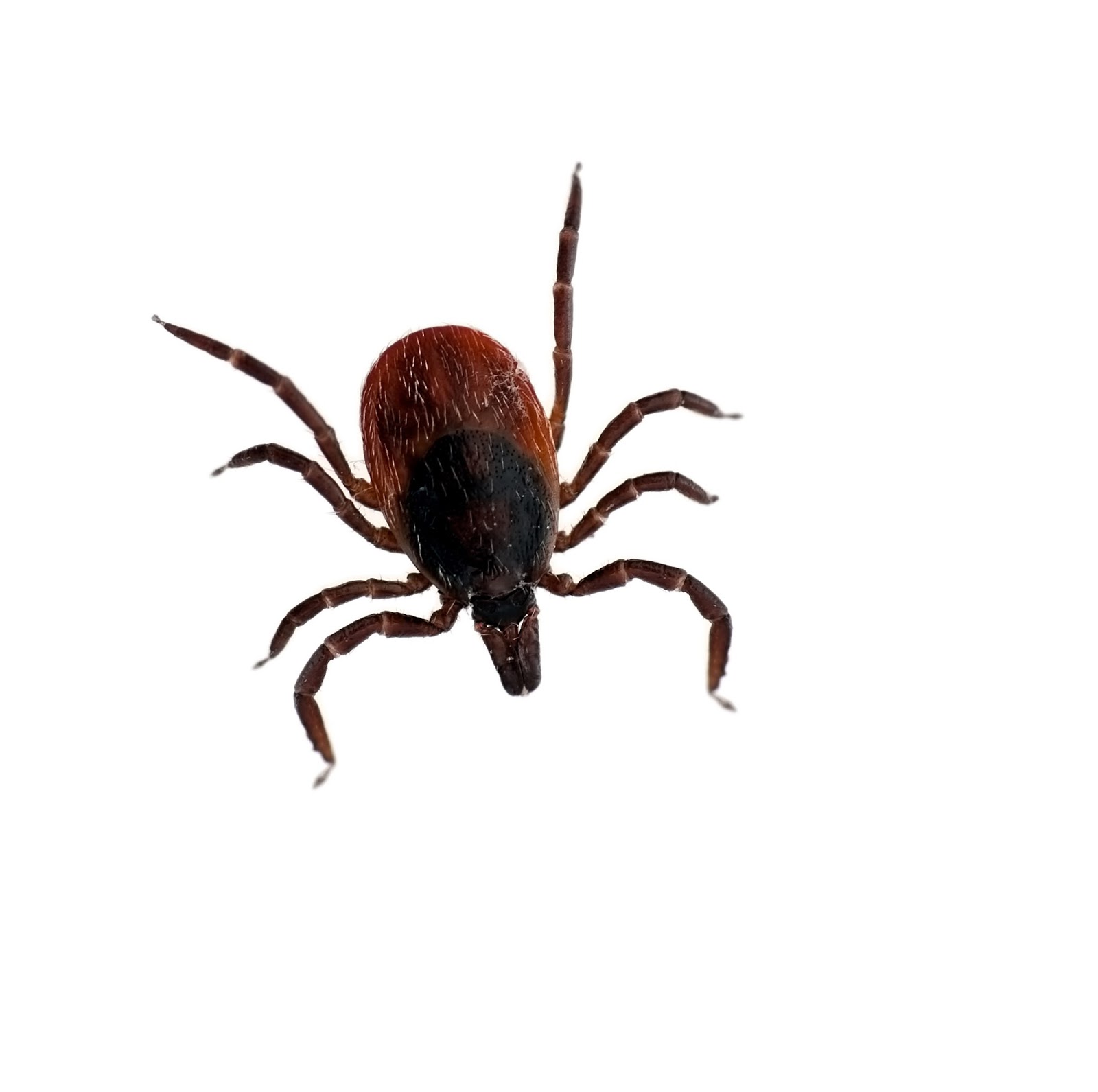 Bowmanville Veterinary Clinic Lyme Disease Tick Prevention, You and