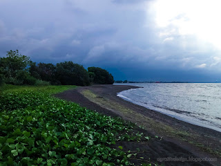Natural Beach View In The Rainy Season With Stretch Of Goat's Foot Plants At Umeanyar Village, North Bali, Indonesia