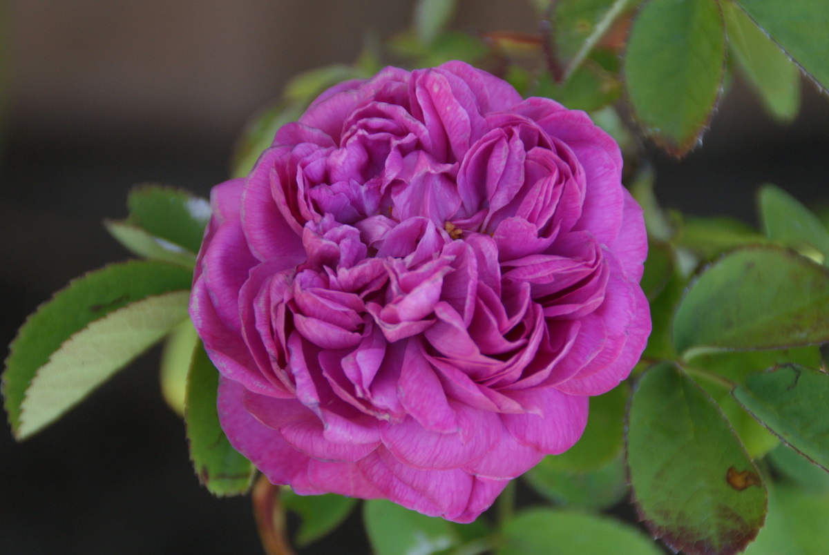 Organic Garden Dreams: June Roses