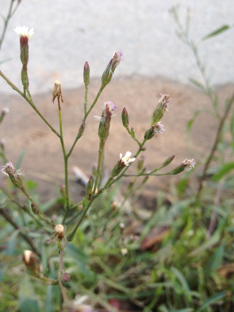 Flore d'Ajaccio Aster écailleux Symphyotrichum subulatum var. squamatum
