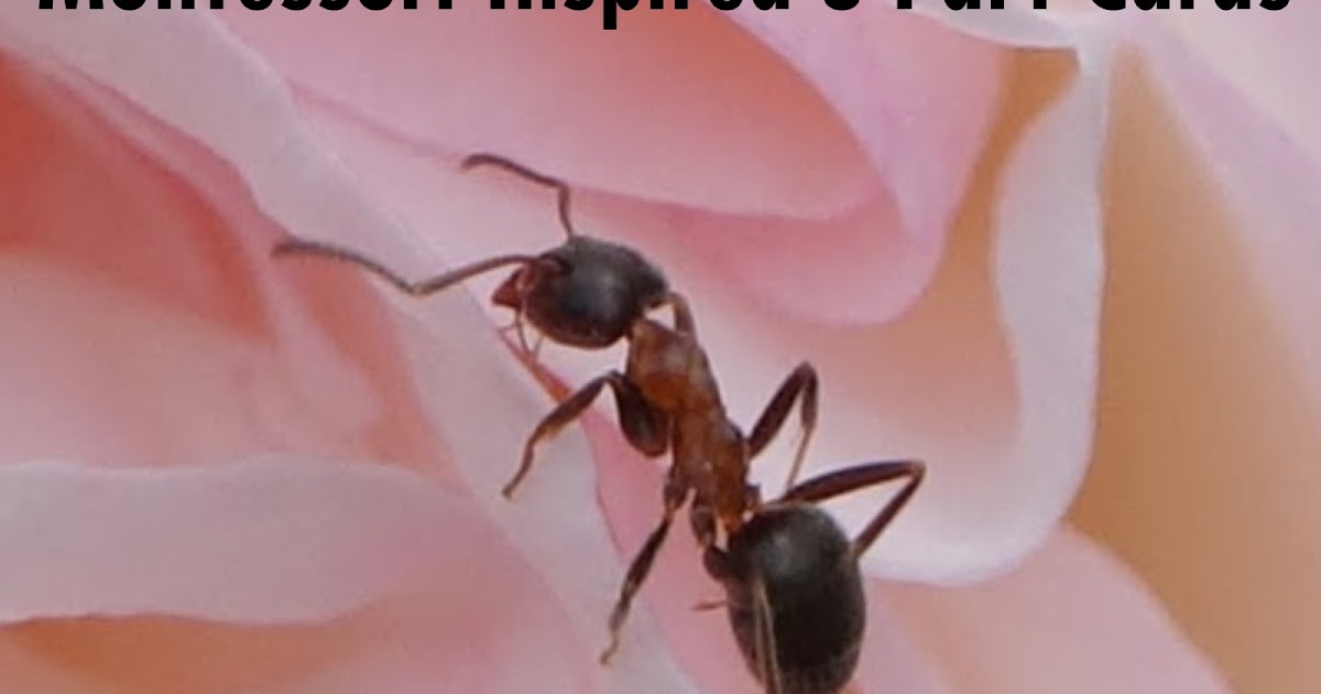 MontessoriInspired Ant Life Cycle 3Part Cards