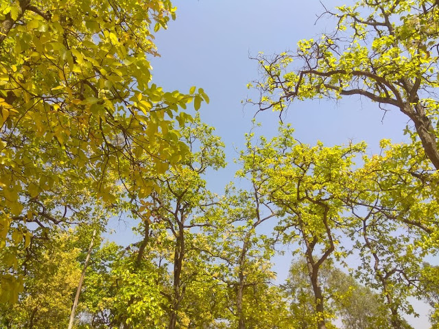 Natural Beauty In Santiniketan Natural Beauty In Santiniketan