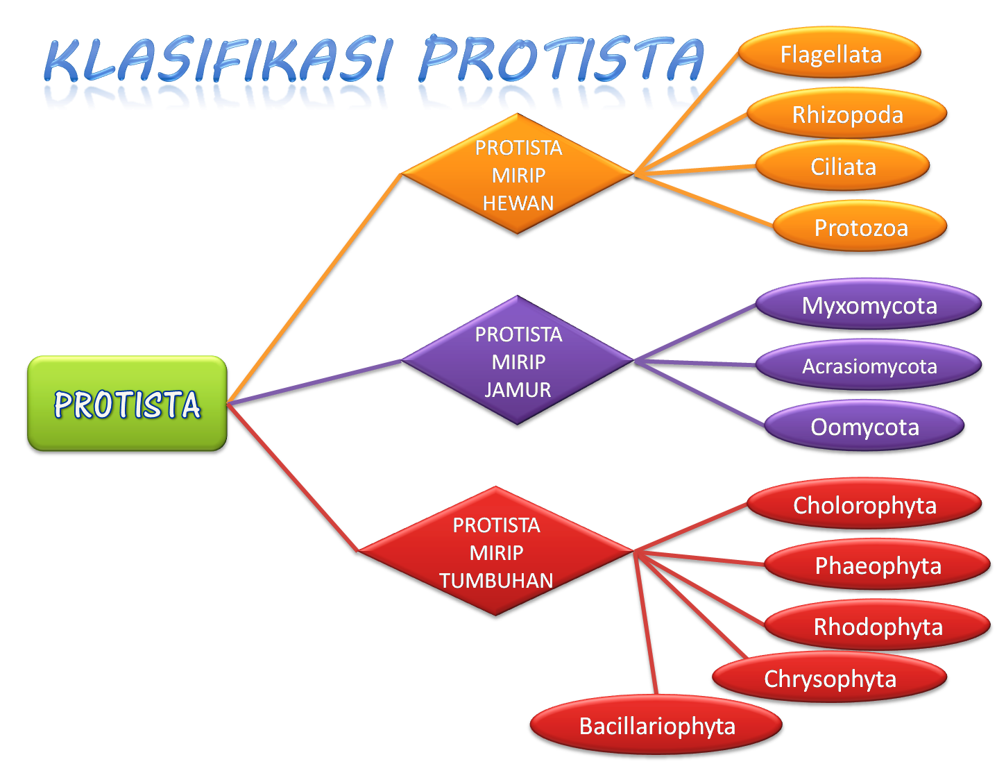 Kingdom Protista Concept Map