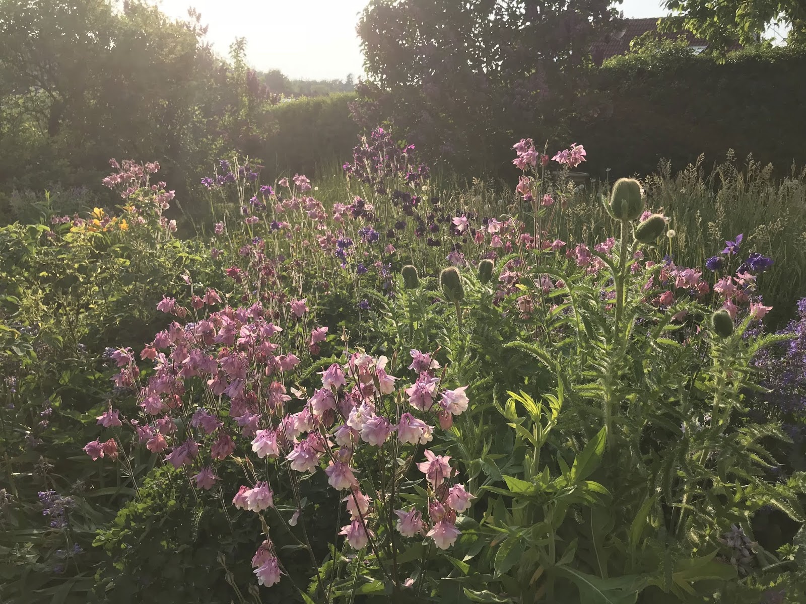Herbst Im Garten Mayodans Blog