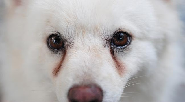 Làm sao để vệt nước mắt bẩn của chó biến mất?