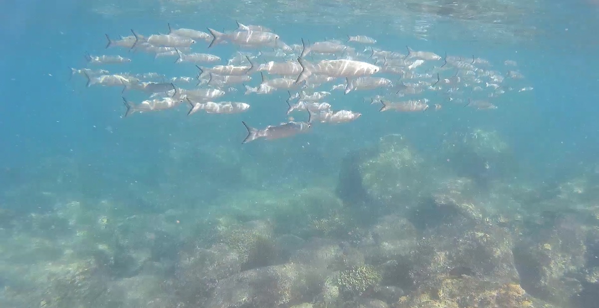 Puerto Escondido Oaxaca surfing Informaciòn turìstica Snorkel Puerto