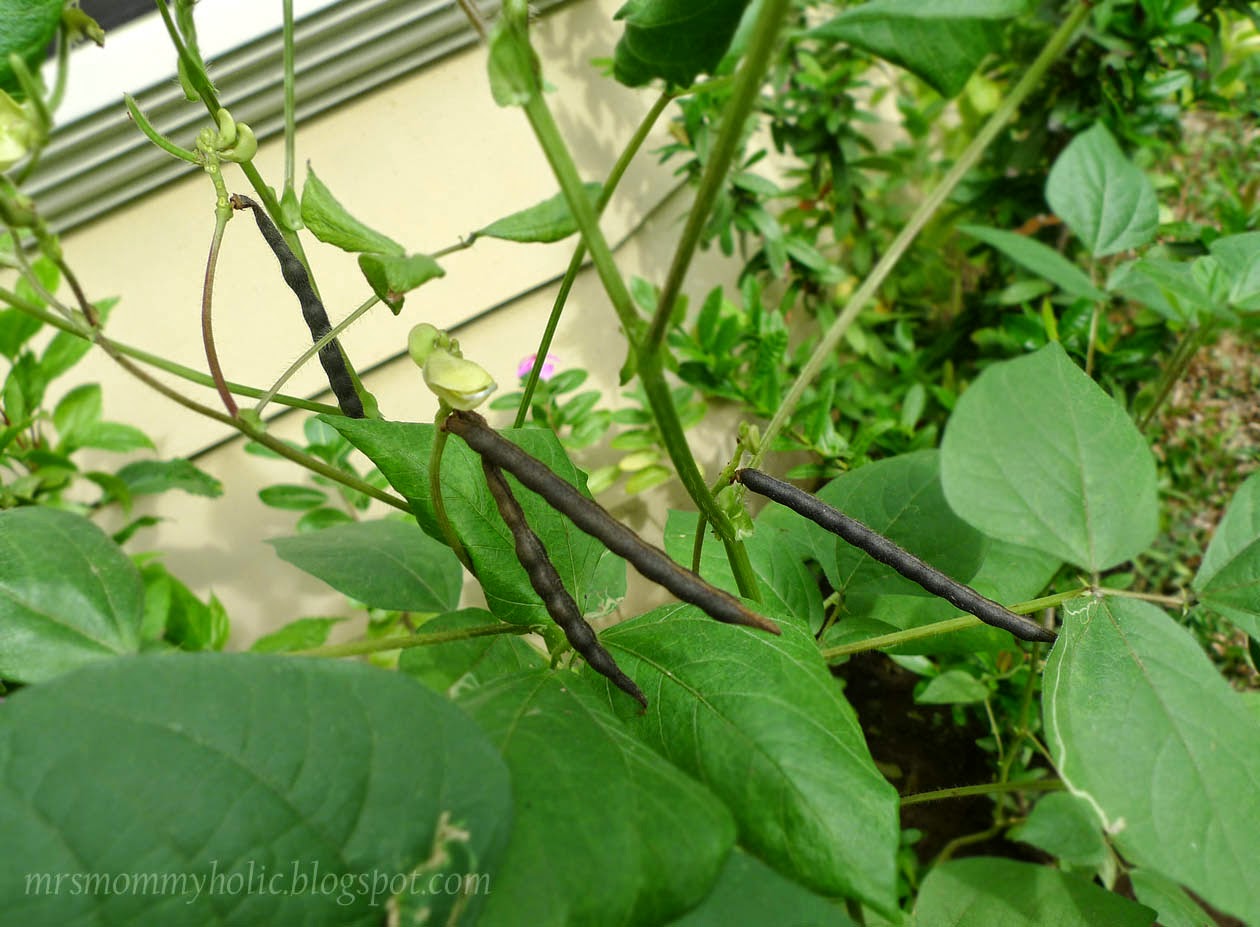 MrsMommyHolic Our monggo plant