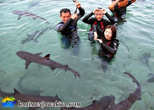 shark captivity on the island of Great Menjangan, Karimun Jawa