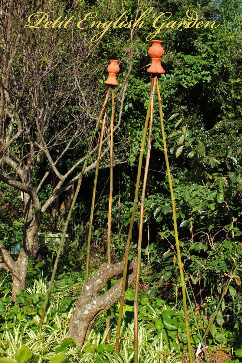 Petit English Garden of MARPLE & POIROT BAMBOO TRIPOD OBELISK FOR SWEET PEA (スイートピーの竹製三脚支柱)