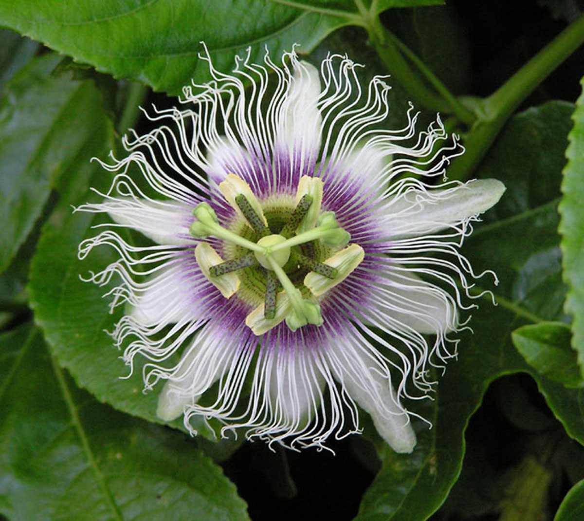 The Flower Flower Fruit - Home & Garden Decor