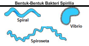 Bakteri spirilum