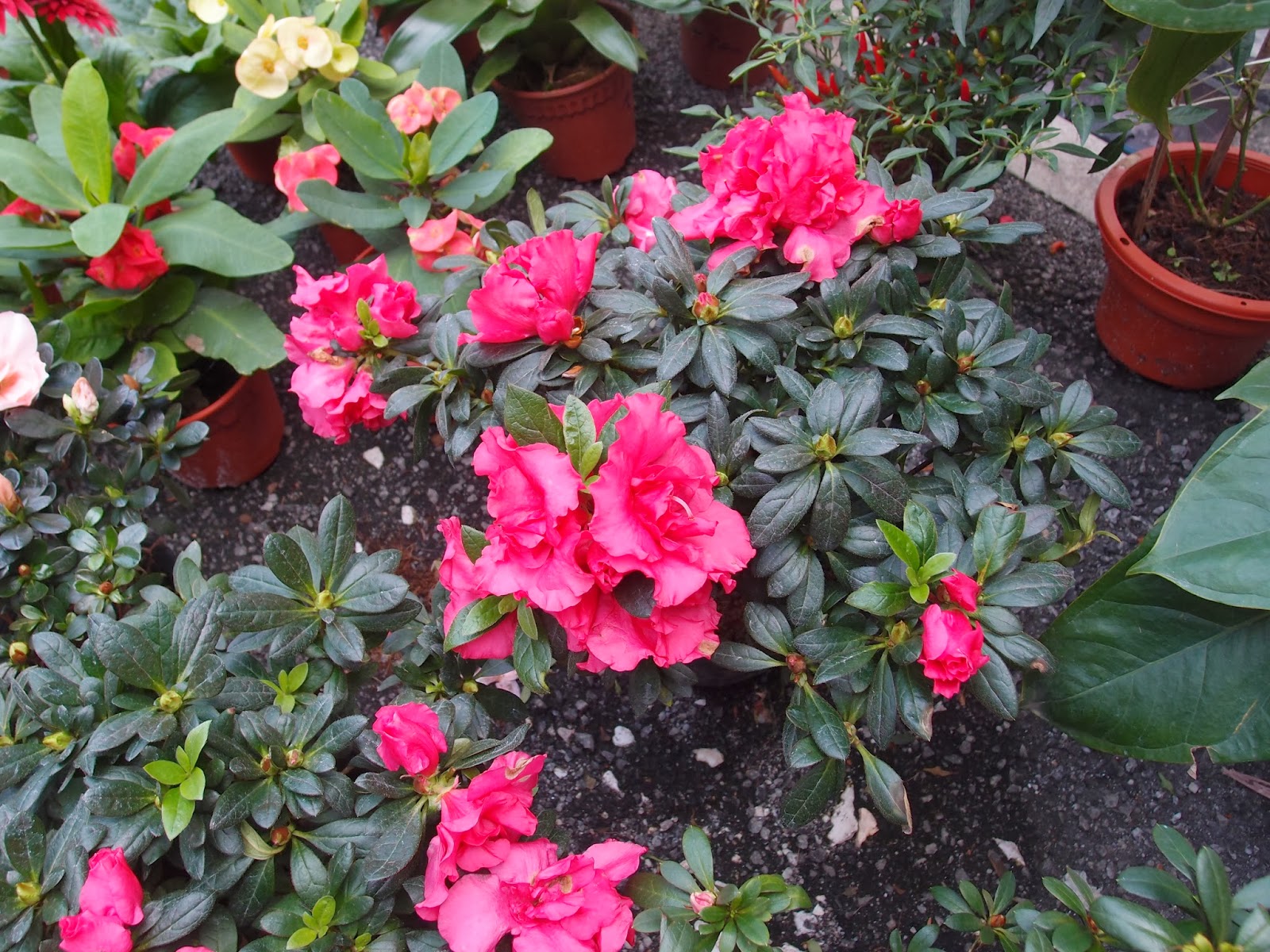 Xing Fu CHECKING OUT CHINESE NEW YEAR FLOWERS