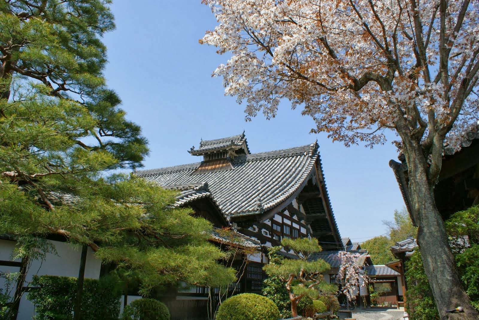 Cherry Blossoms at Shunkoin Temple
