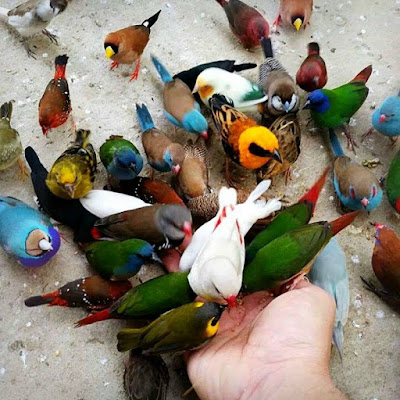49+ Burung yang bisa dicampur 1 kandang information