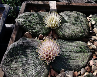 Massonia longipes - East of Albertinia