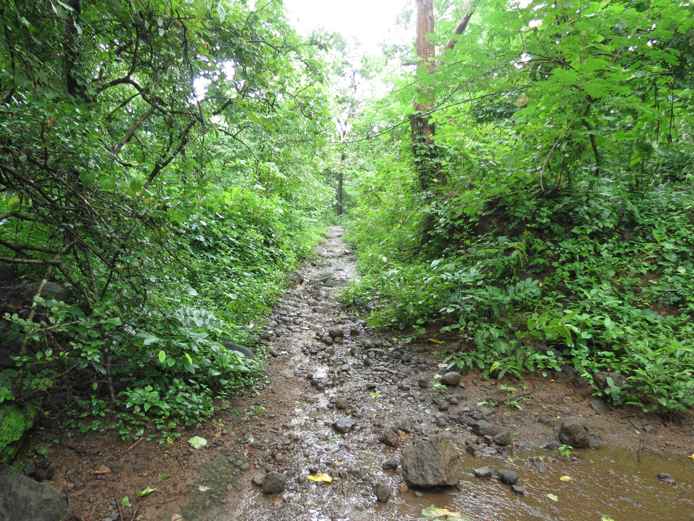 Thane City & District Photos ठाण्याची संस्कृती Bhendi Nala Yeoor