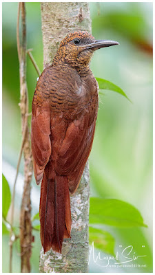 Northern Barred Woodcreeper (Dendrocolaptes sanctithomae)