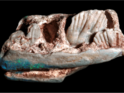 Gemstone Turns Out to Be Fossil of an Unknown Dinosaur