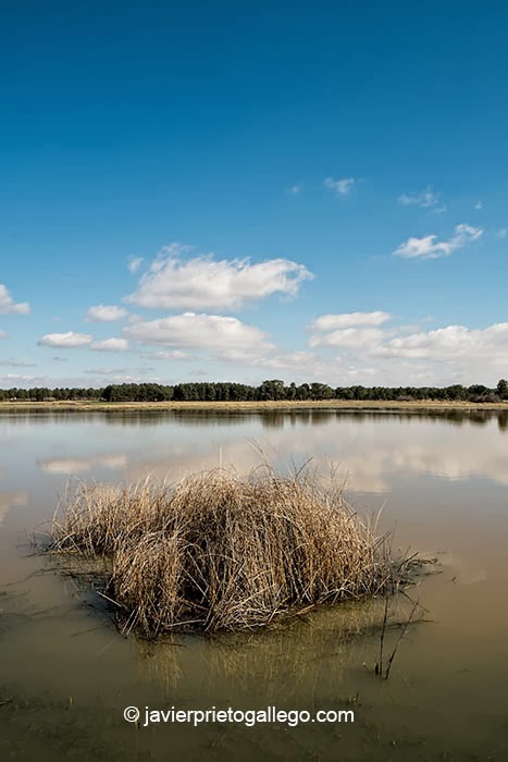 Laguna de Navalayegua en el Espacio natural de las Lagunas de Cantalejo. Segovia. Castilla y León. España © Javier Prieto Gallego