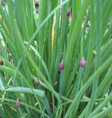 homegrown chive buds