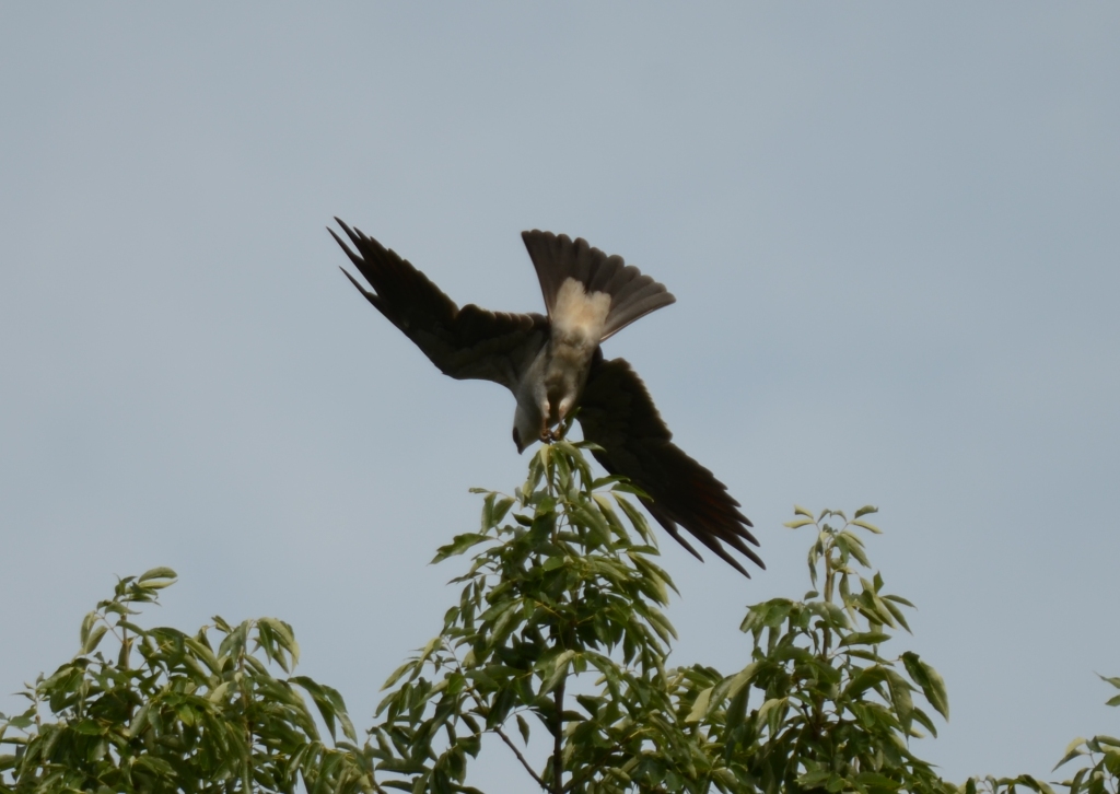 Ohio Birds and Biodiversity Mississippi Kite update