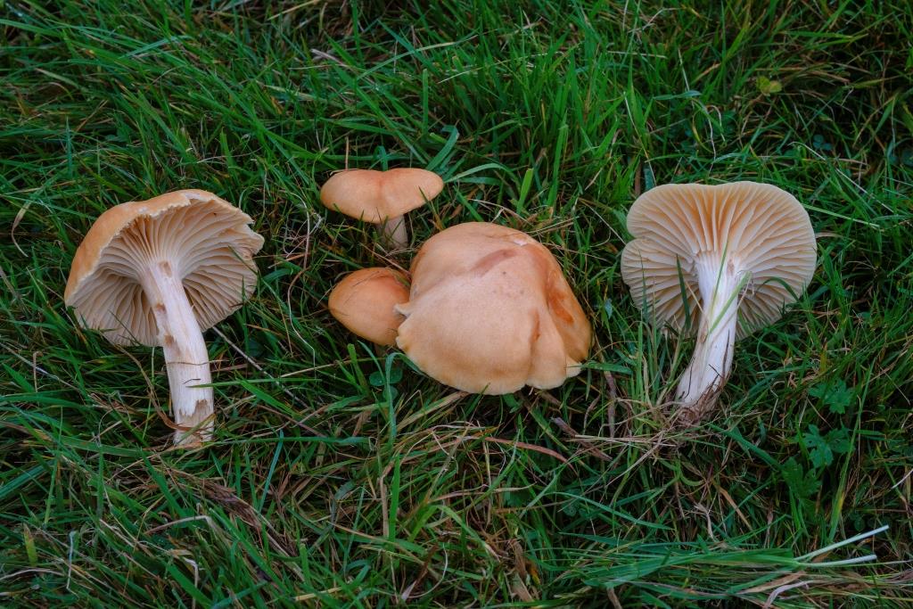 Gower Wildlife: Fungi in grassland
