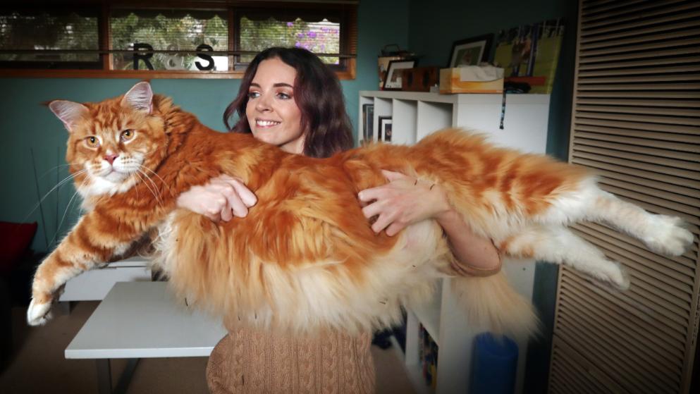 Er ist 1,20 Meter lang Ist Omar die größte Hauskatze der Welt? Er ist 1,20 Meter lang Ist Omar die größte Hauskatze der Welt?
