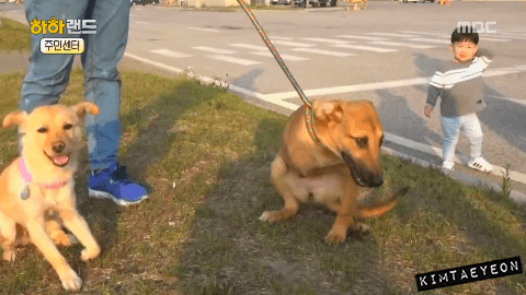 [사진/움짤多] 저는 유기견 마린이입니다. 제 가족이 되어주실 분 없나요? | 인스티즈
