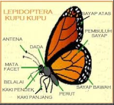 Inilah Anatomi atau Bagian  Tubuh  Kupu kupu 